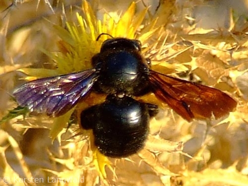 Holzbiene Holzbiene
