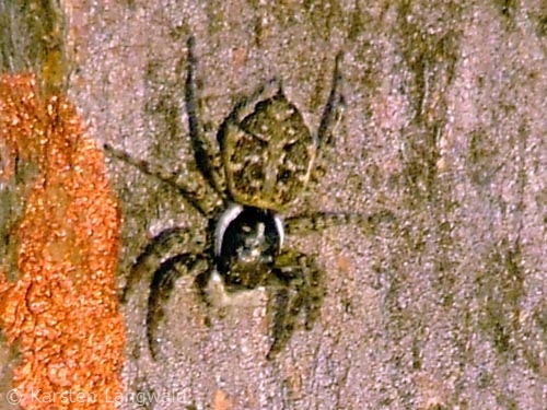 Spinne Spinne